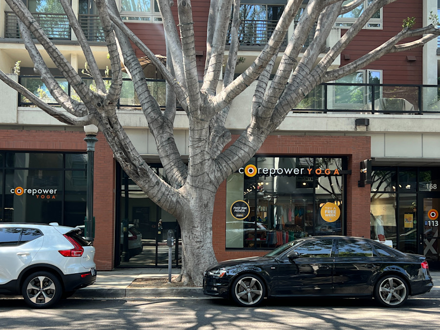 The studio's frontage on West Green Street, seen from under a large street tree