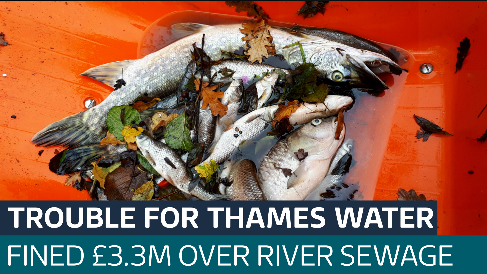 Thames Water receives £3.3 million fine for 'reckless' river sewage