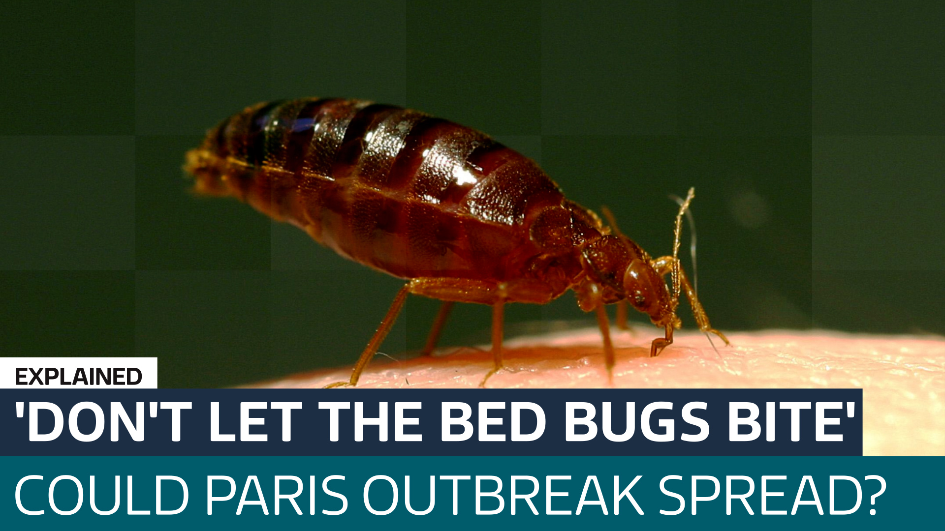 Could The Bed Bug Infestation Swarming Homes In Paris Be On Its Way To   PARIS 5 