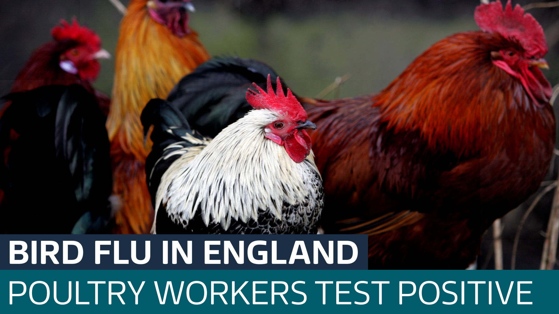 Bird flu detected in two poultry workers in England but no signs of