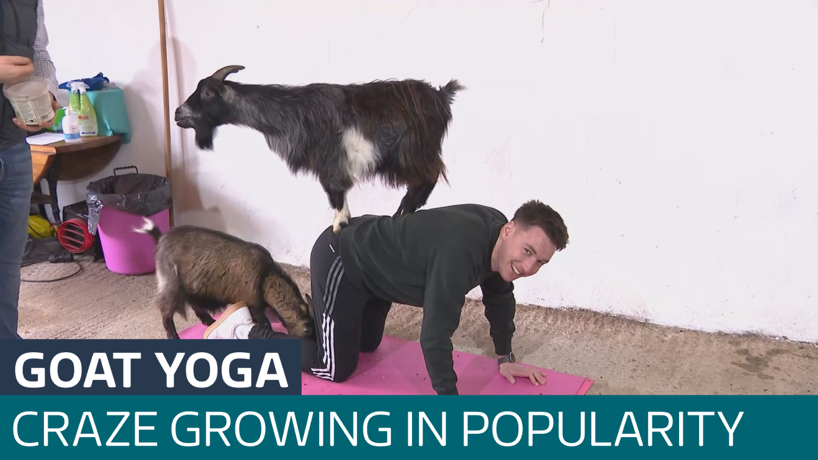 Goat yoga craze growing in popularity - Latest From ITV News