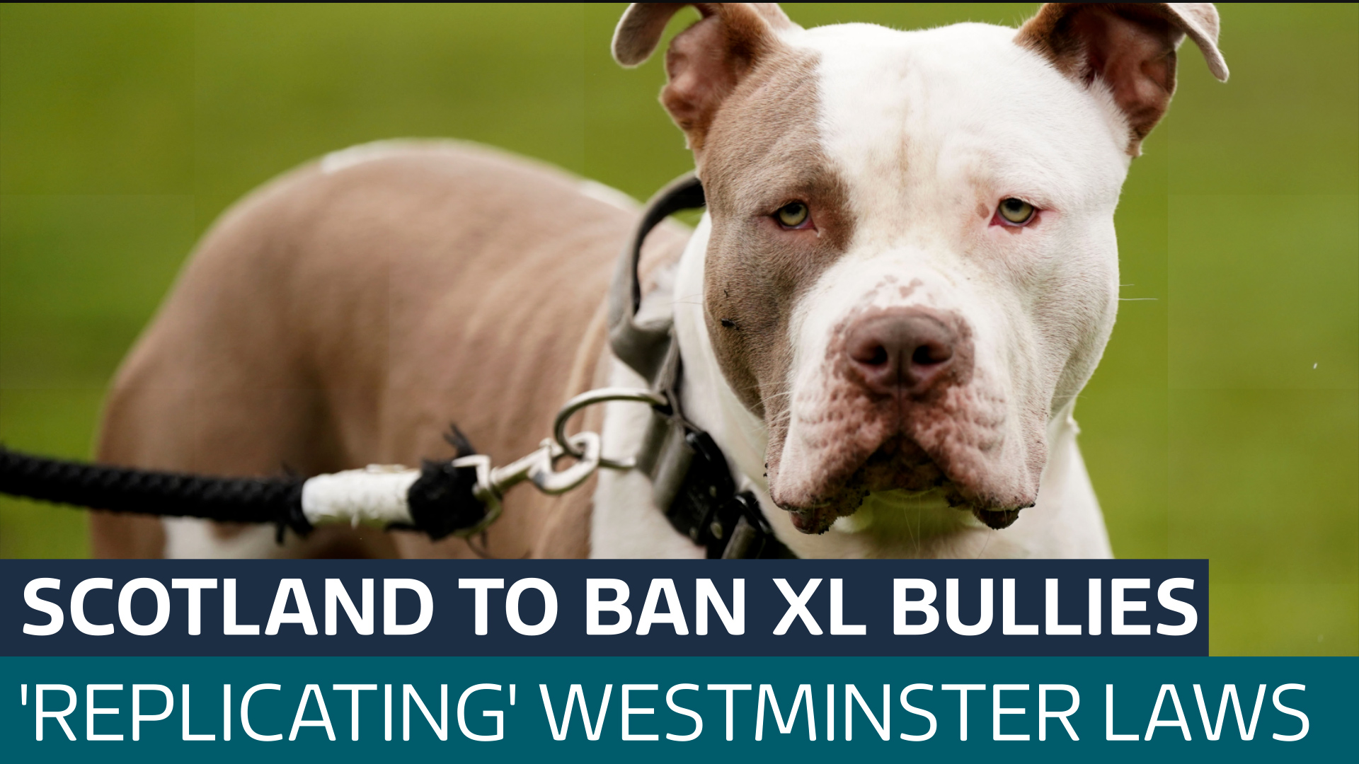 Scotland Announces Plan To Replicate Westminster Law And Ban XL   ITVX XL BULLY THUMB 