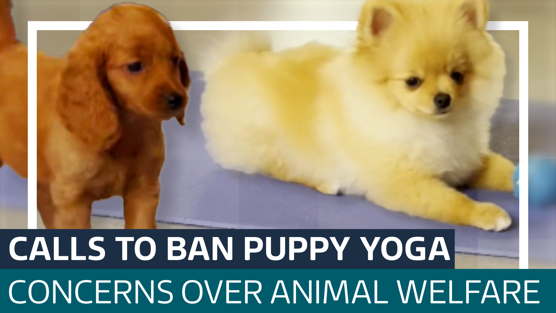 Puppy yoga investigation unearths reality behind popular craze