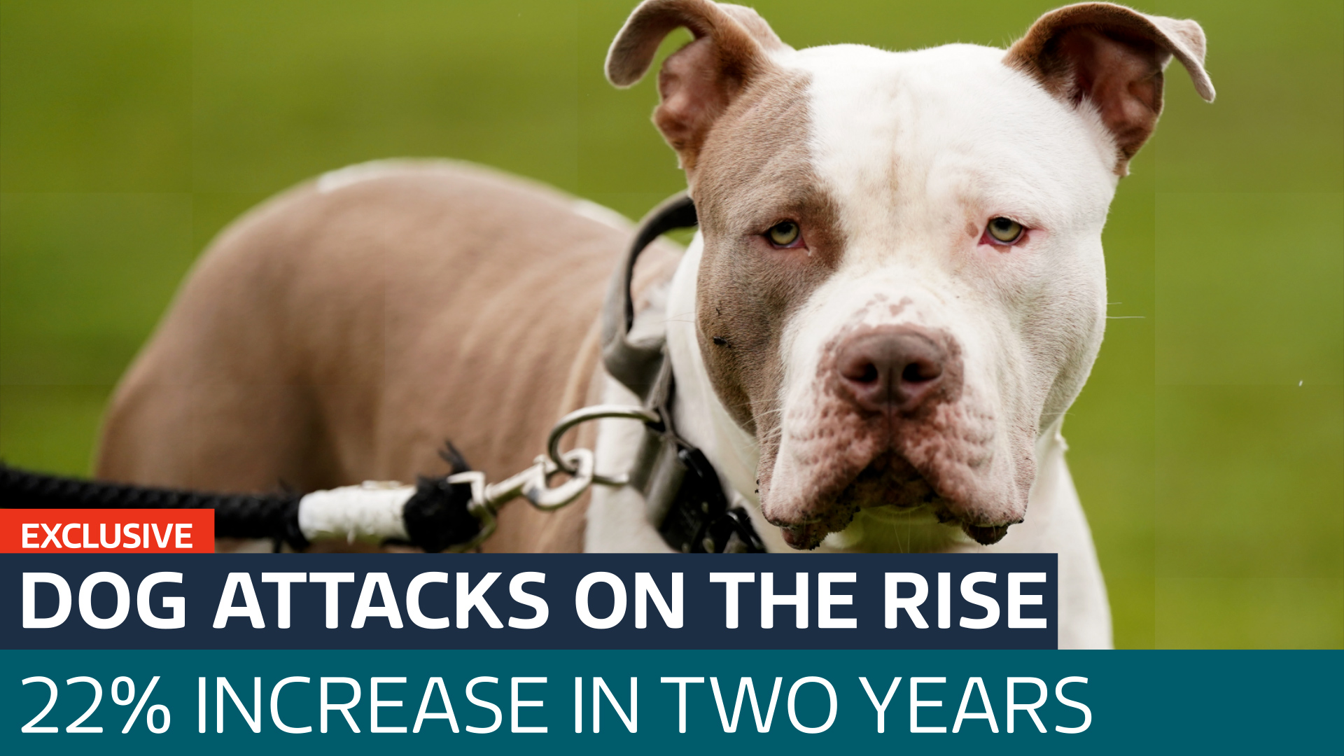Exclusive Dog attacks in England rise by 22 in two years Latest