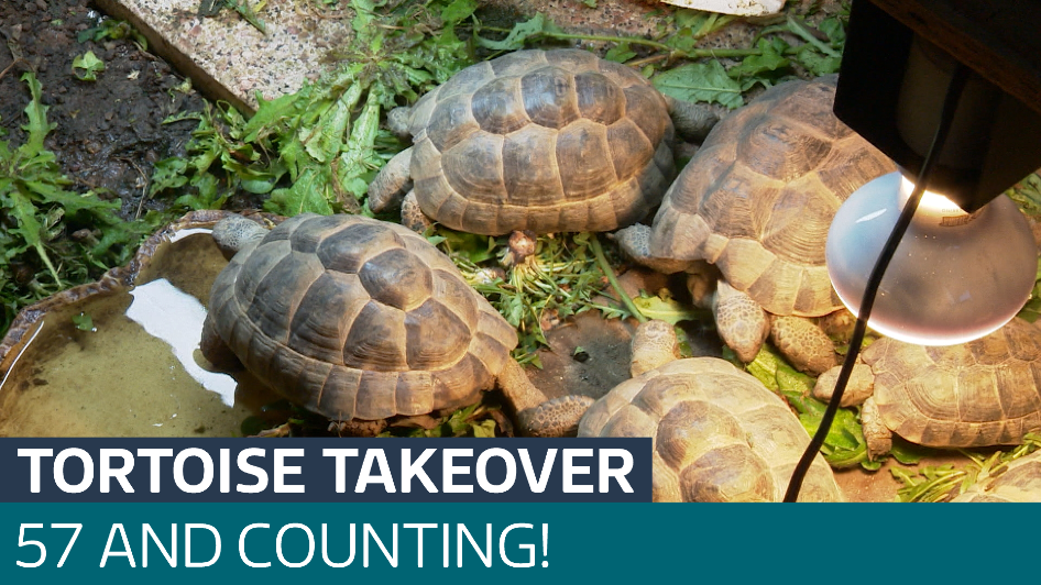 Meet the Guernsey man who owns and cares for 57 tortoises - Latest From ...