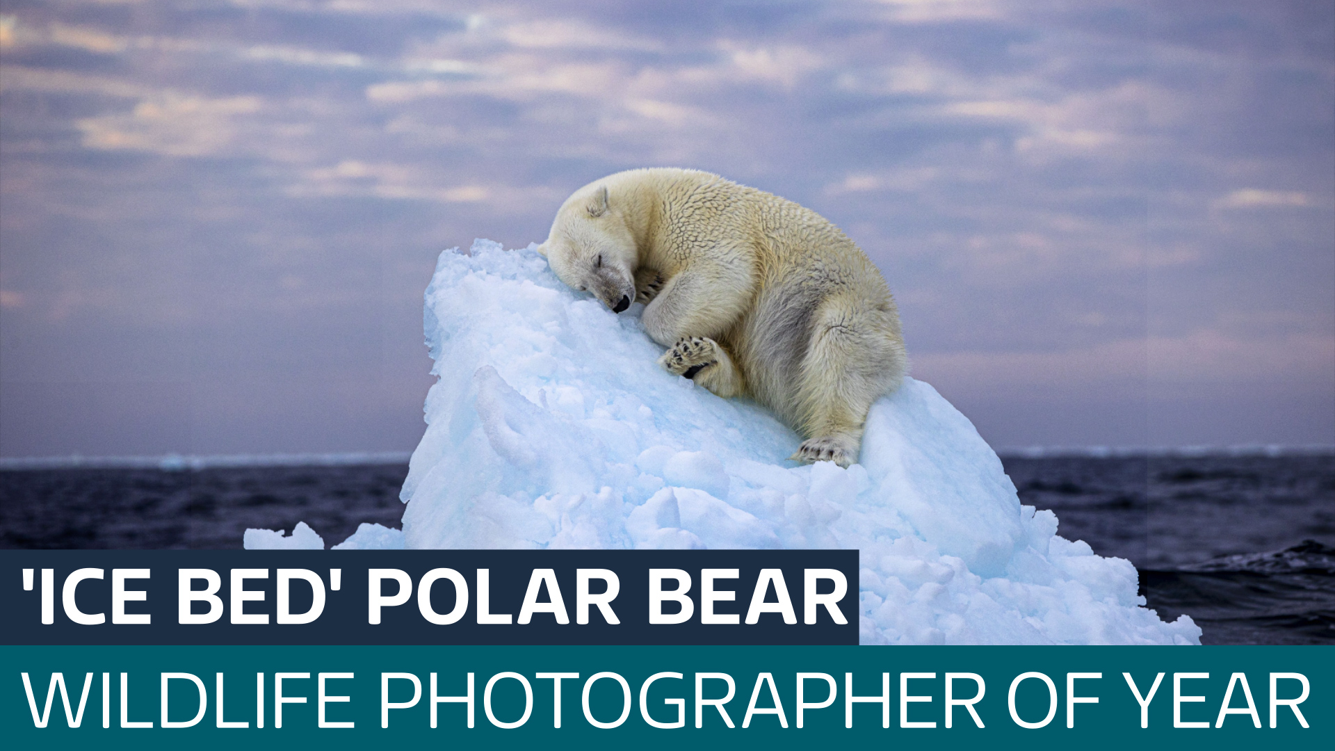 Wildlife Photographer of the Year announced for polar bear picture ...