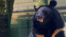 Black bear with PTSD only survivor of Russian onslaught on Ukraine