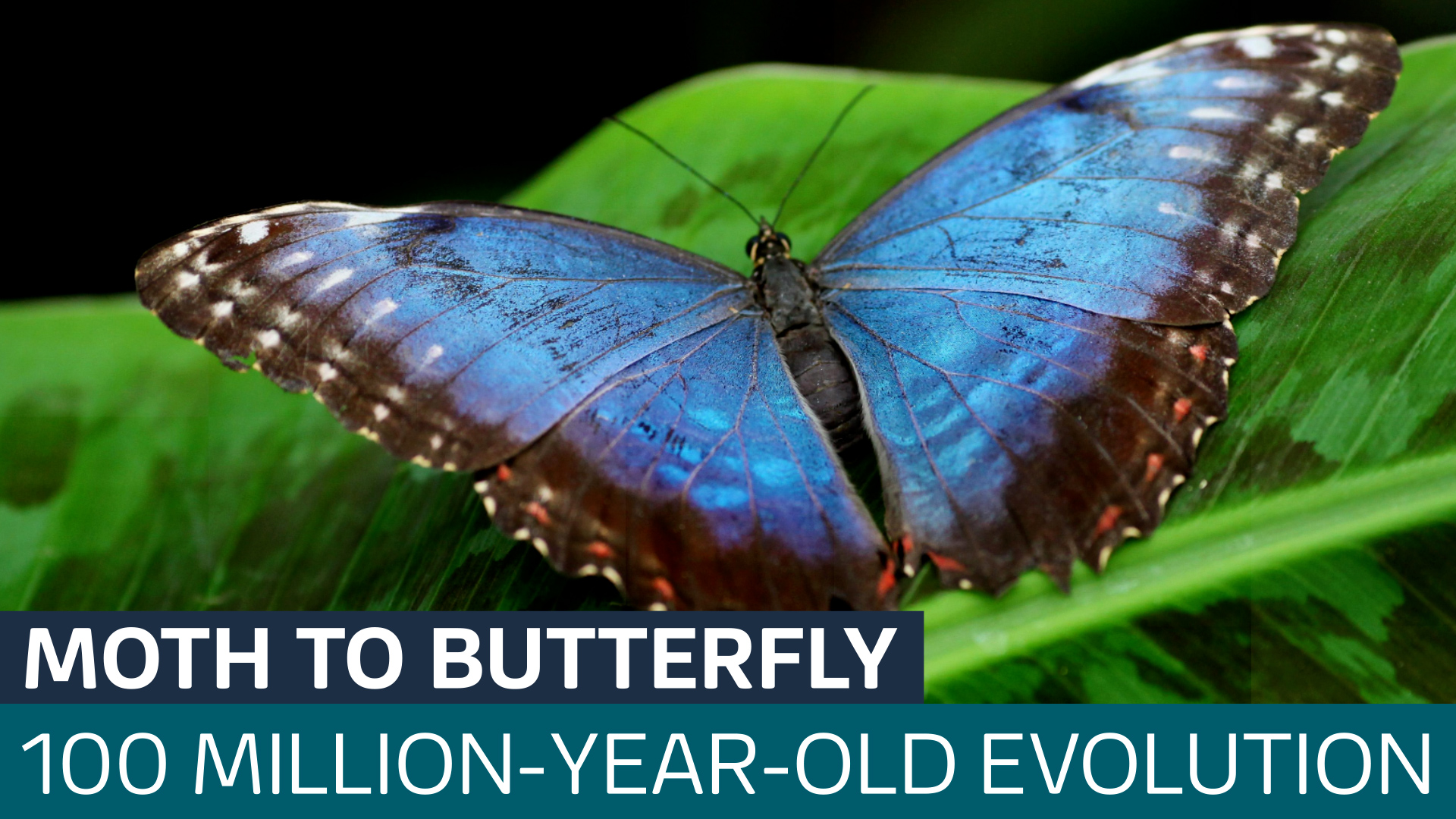 Butterflies evolved from moths about 100 million years ago in North America  : NPR