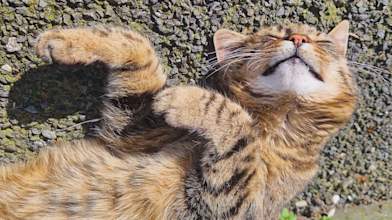 Thousands of pounds raised to remember Riley, the stray Lake District