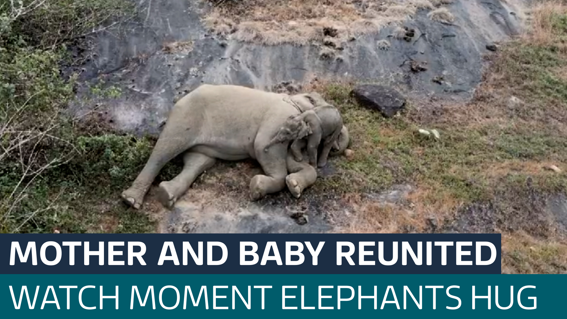 Lost baby elephant re-united with mother