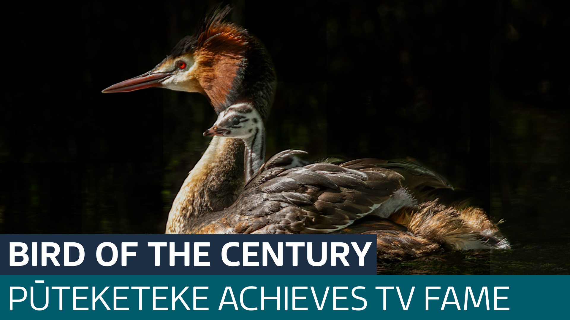 Unlikely winner crowned 'bird of the century' after comedian's TV