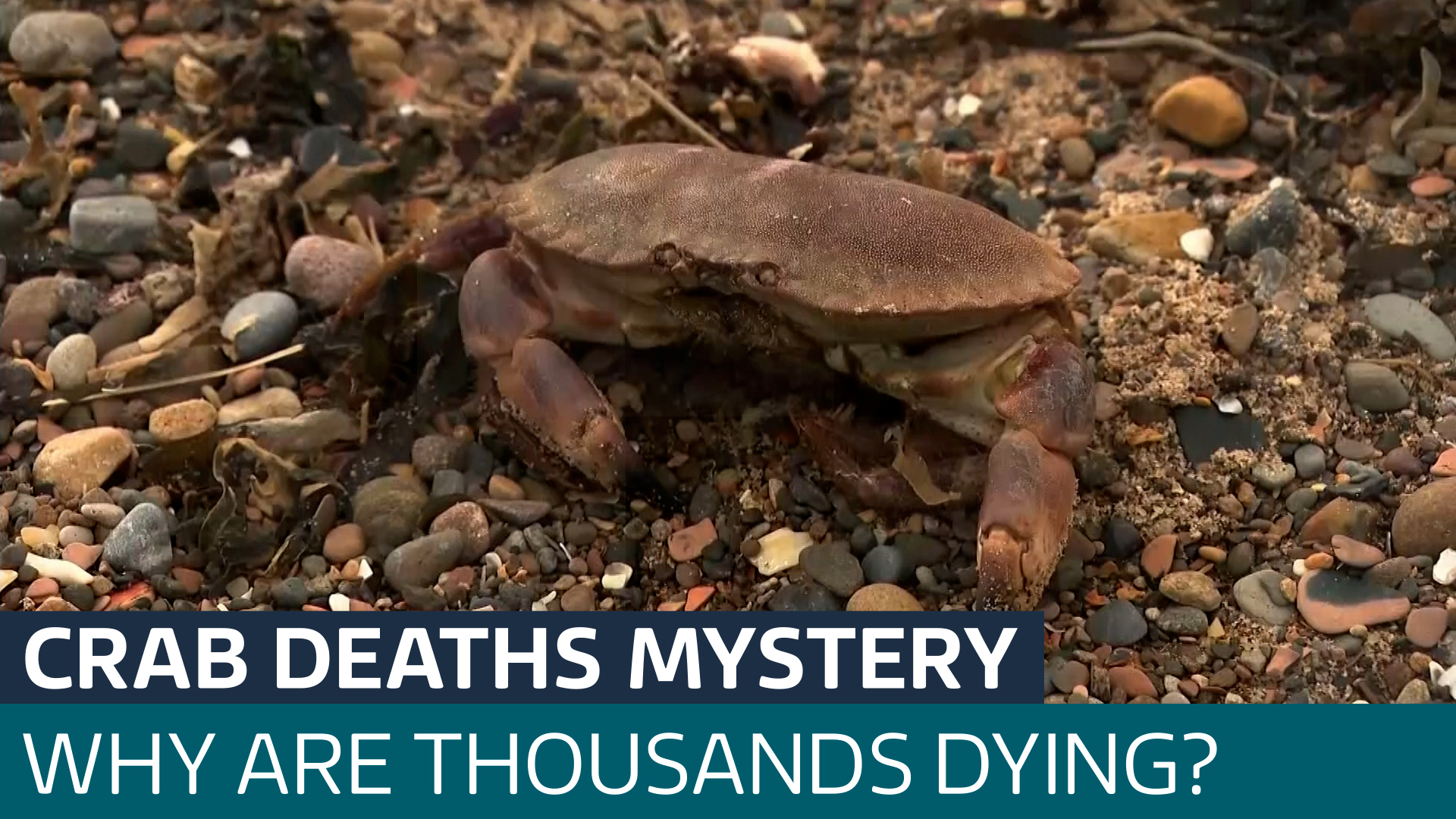 Scientific world divided over cause of crab and lobster dieoff along