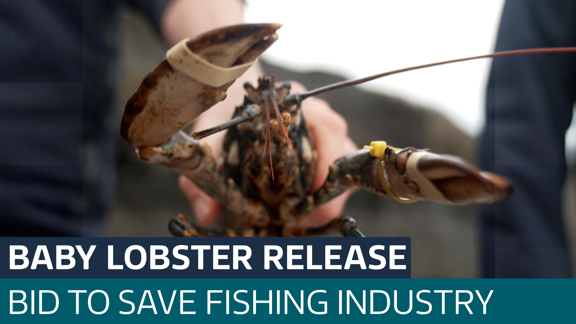 Thousands of baby lobsters released into the sea in a bid to save the