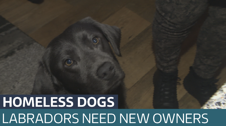 Labrador dogs needing cheap new homes