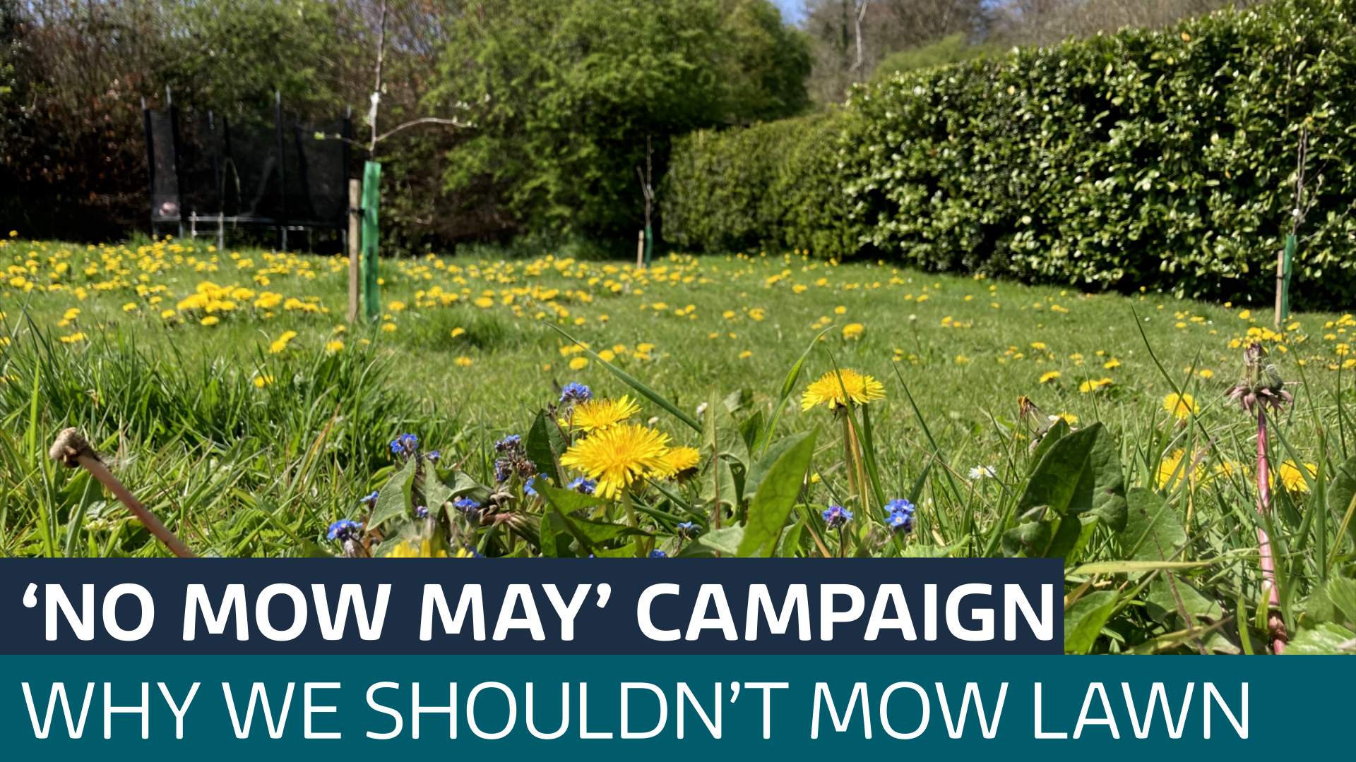 'No Mow May' campaign: Why gardeners are being encouraged to let their