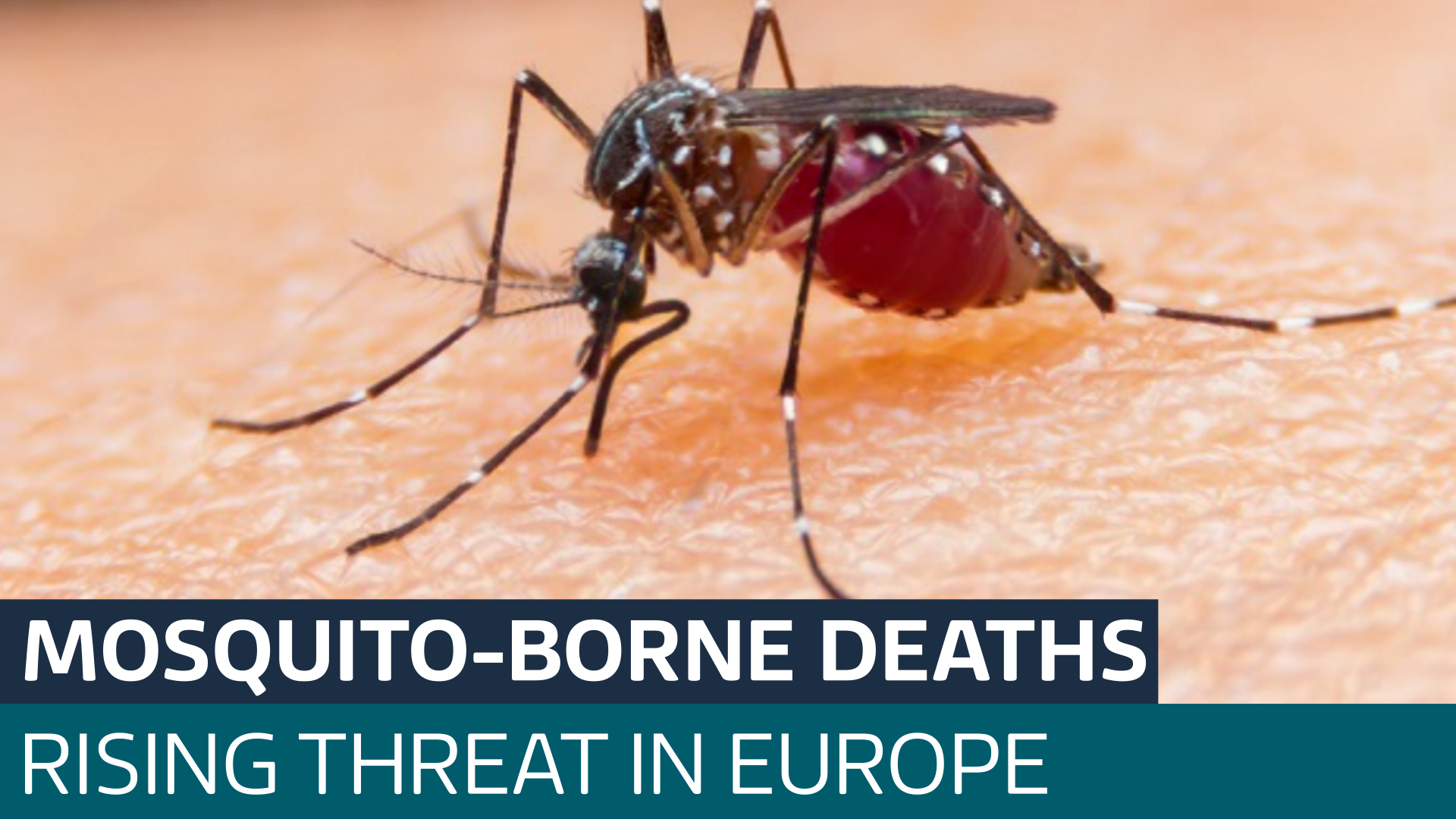 Health officials warn of risk of mosquitoborne diseases rising in