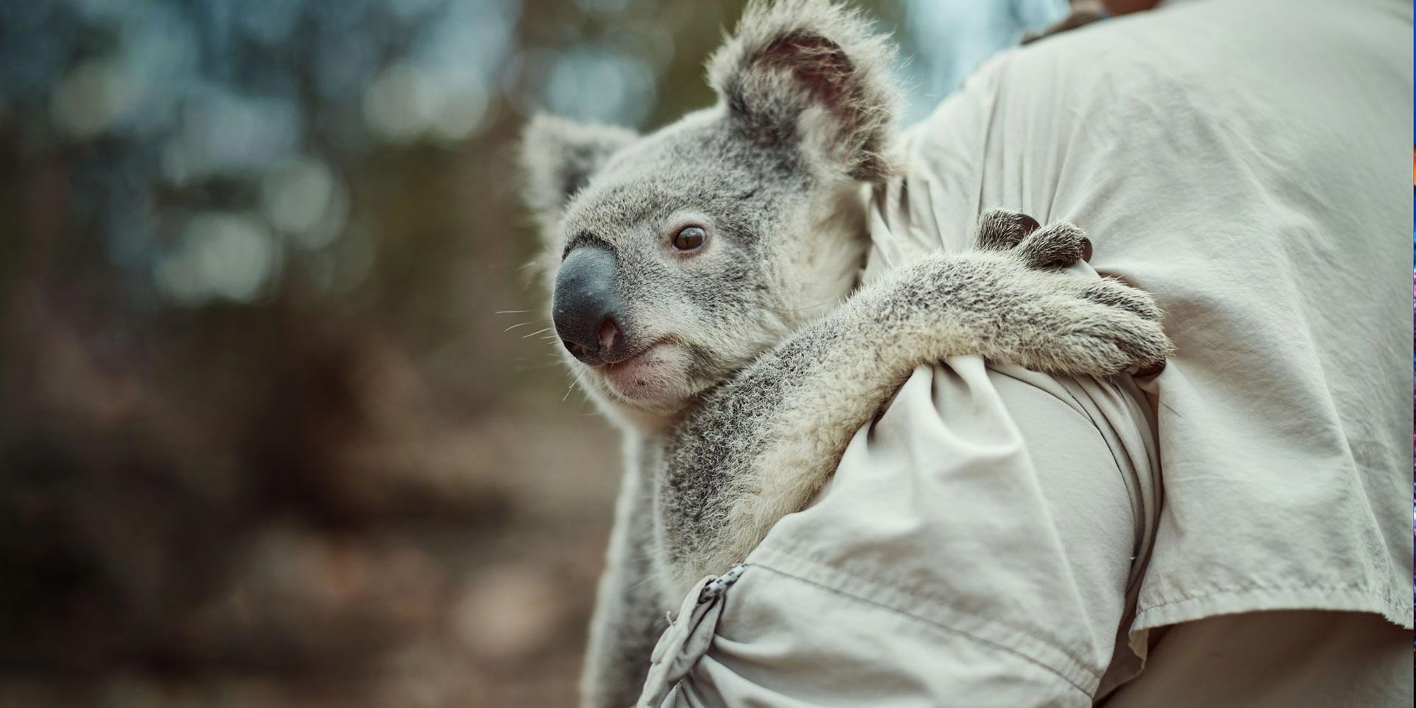 Cover Image for NRMA: Home Insurance for Koalas