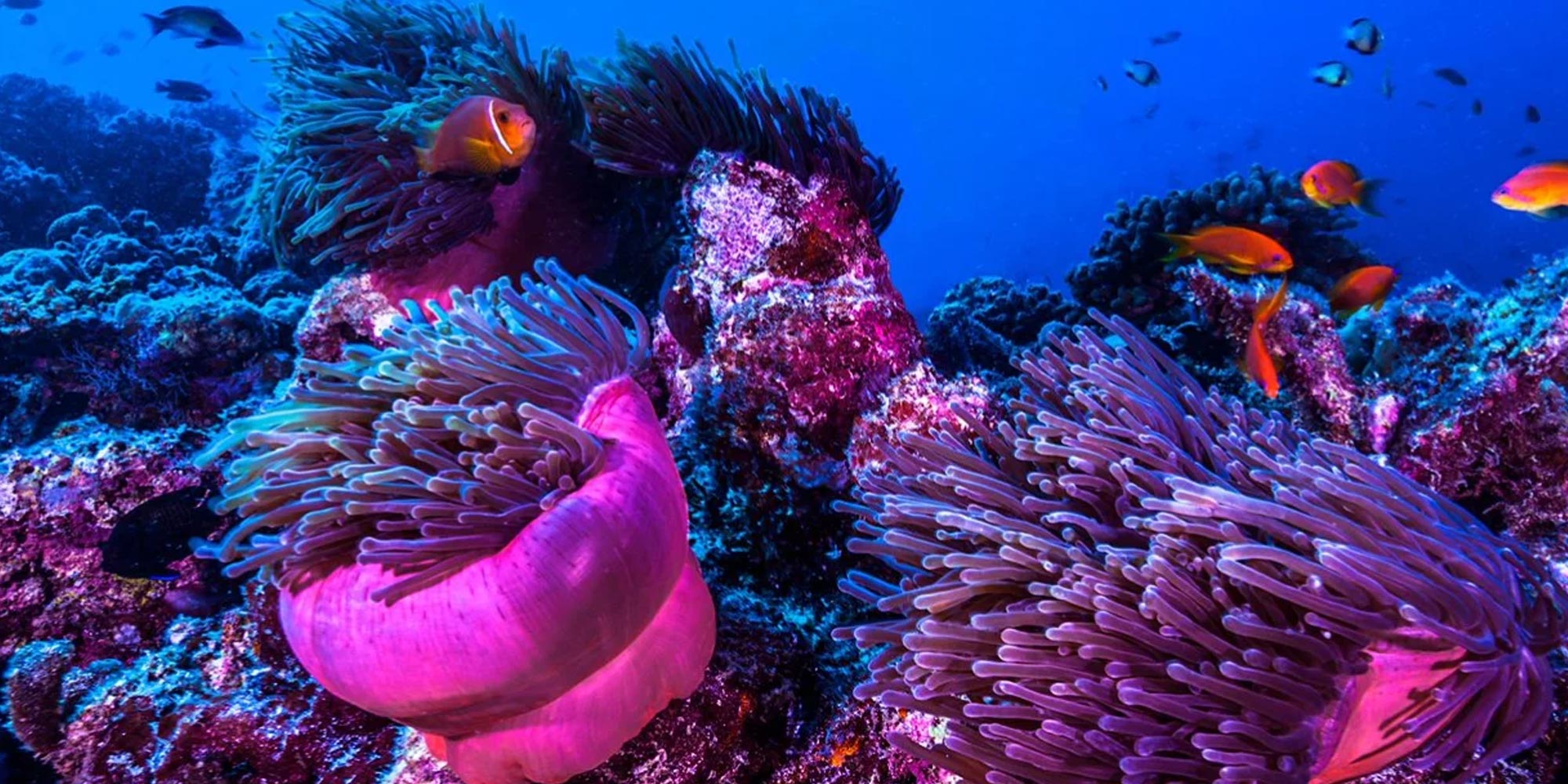 Cover Image for AIMS: Reef Cloud