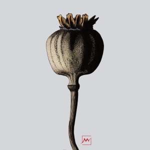 poppy seed pod