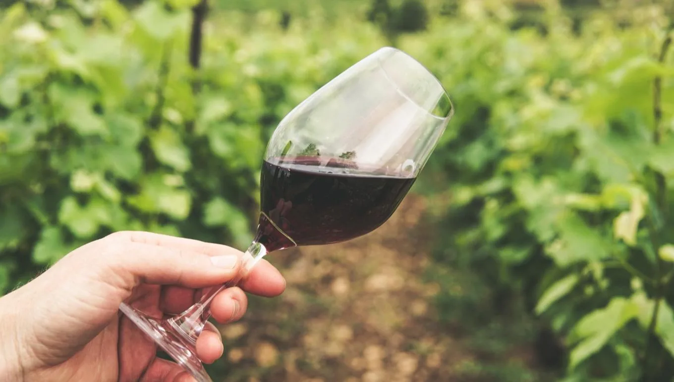 A Good Vintage: How a Wine ERP Helps Merchants Manage Critical Product Data