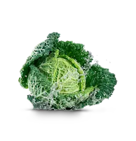 Head of lettuce