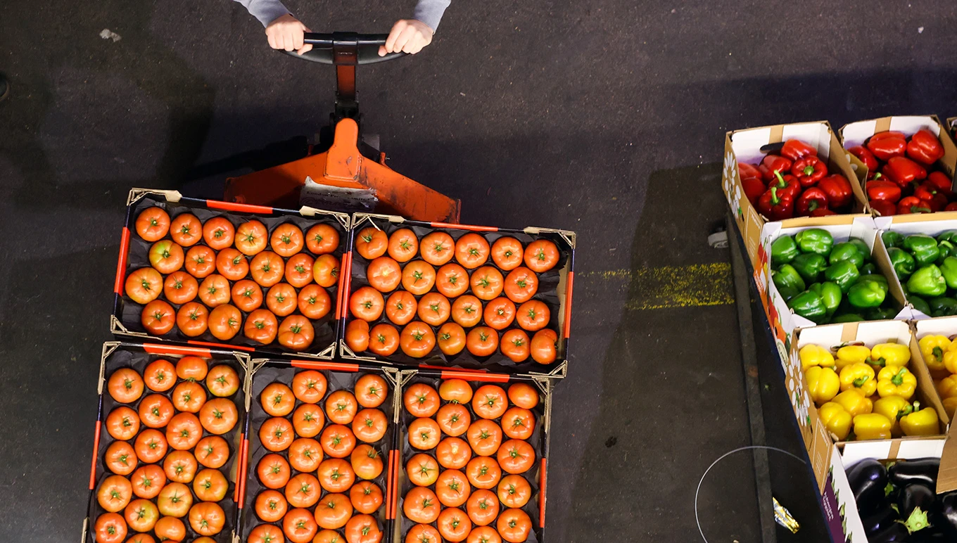 Boxes of vegetables: tomatoes, peppers and eggplant