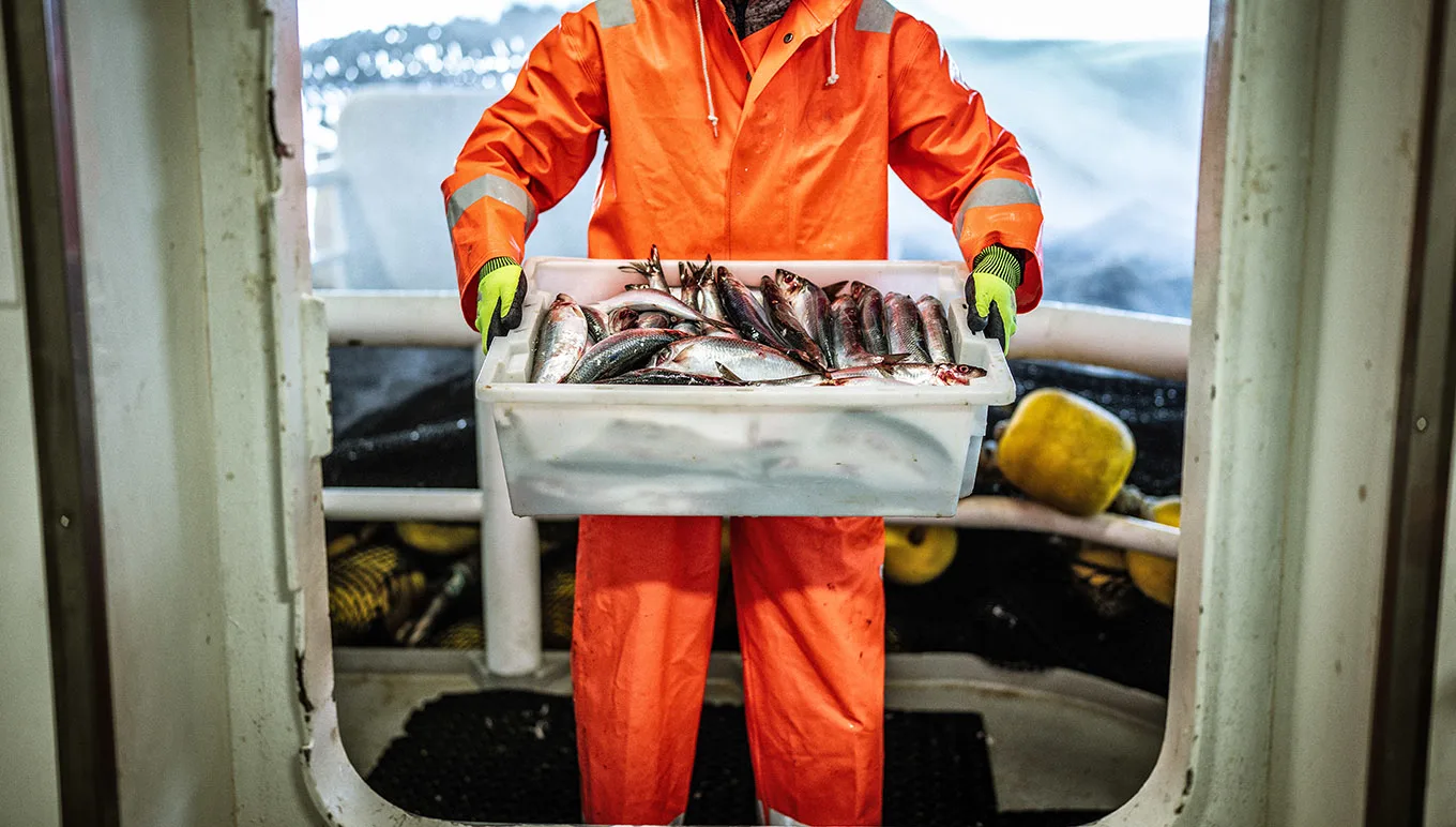Managing Catch to Despatch for Your Fish or Seafood Business