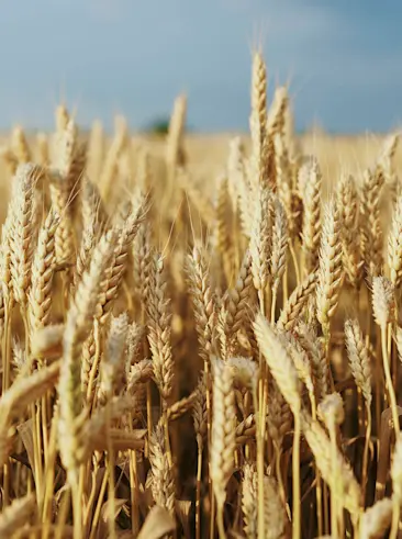 Wheat field