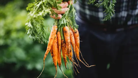 Fresh carrots held by a farmer.