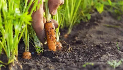 Hands pulling carrots out of the ground.