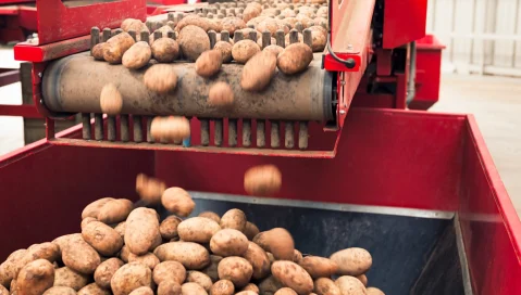 Potatoes roll down a conveyer into a bin.