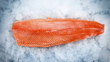 salmon fish on ice