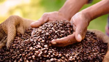 Hands in coffee beans