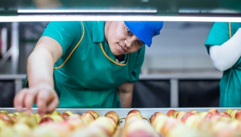 A food facility worker inspects apples.