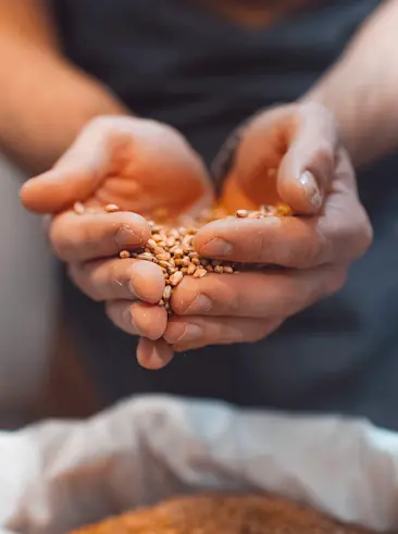 Un puñado de cebada malteada