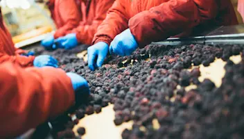 Food facility workers inspect fruit on a conveyer belt.