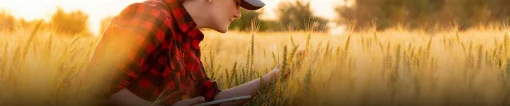 Woman examining wheat with tablet