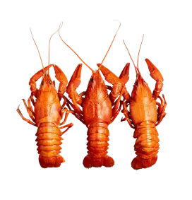 Set of three lobsters.