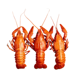 Set of three lobsters.