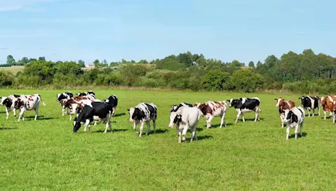 Cows in field