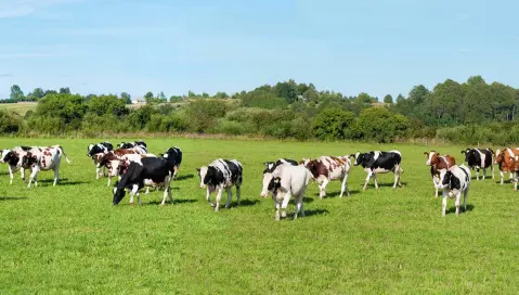 Cows in field