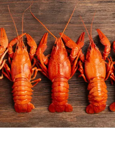 Lobsters lined up
