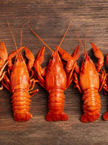 A group of lobsters on a table.