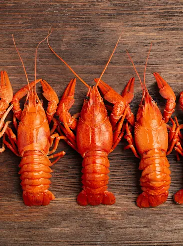 A group of lobsters on a table.