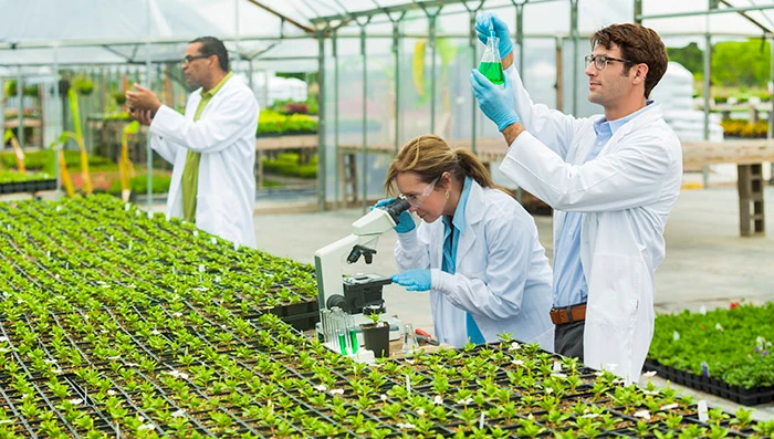 Scientists inspecting plants