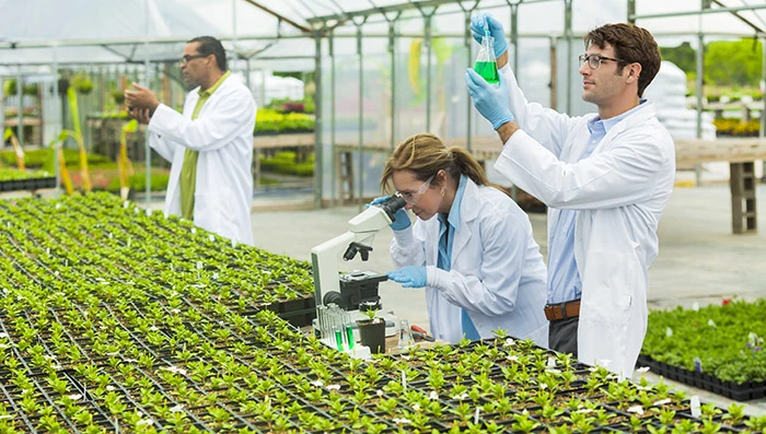 Scientists inspecting plants