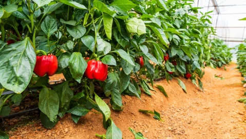 Red bell peppers growing in a greenhouse.