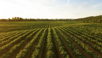 A farm field at dawn.