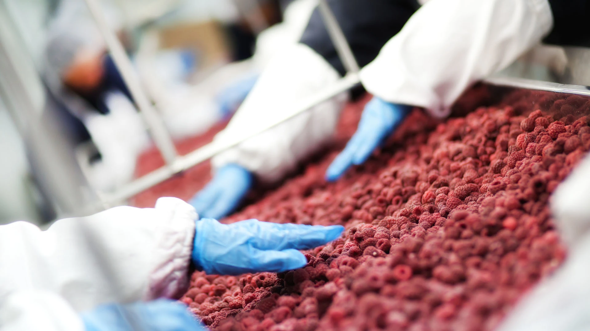 Inspection des fruits sur le tapis roulant.