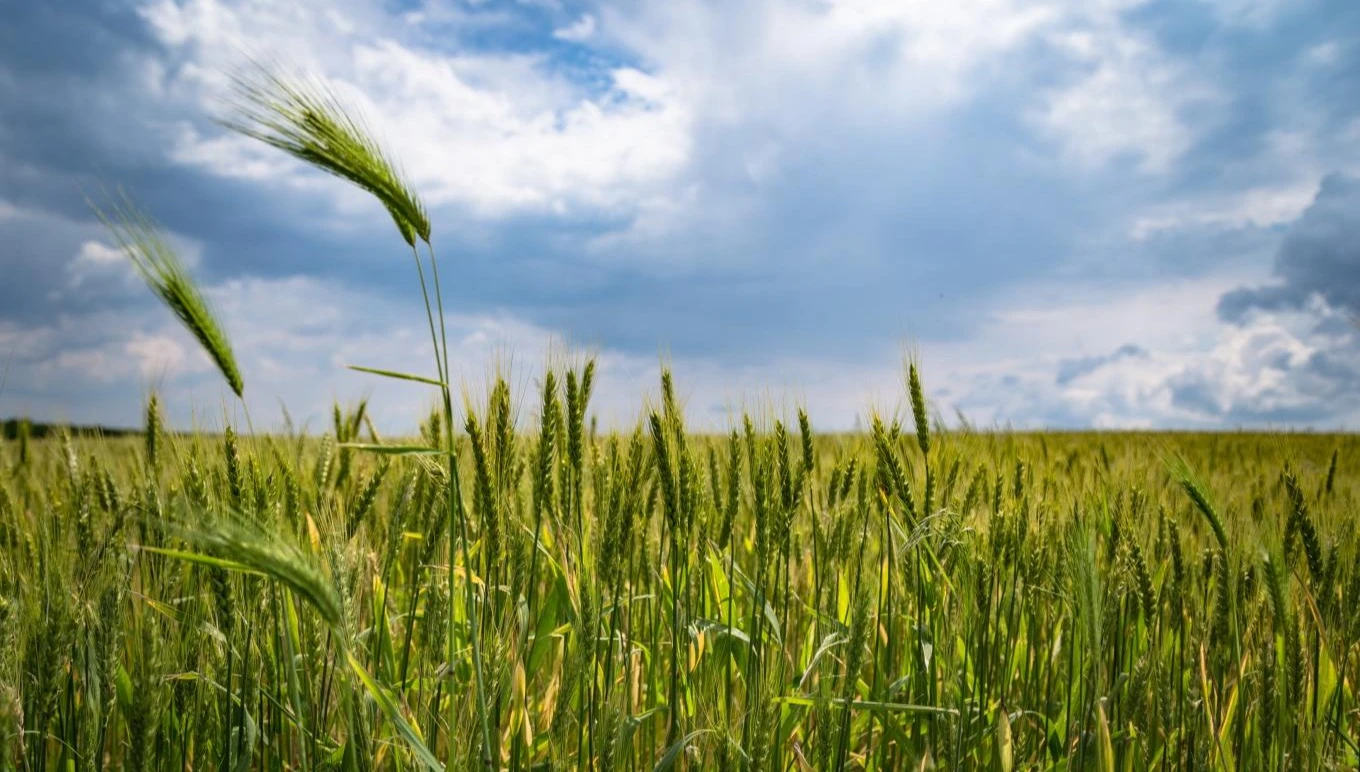 A wheat field in daytime.